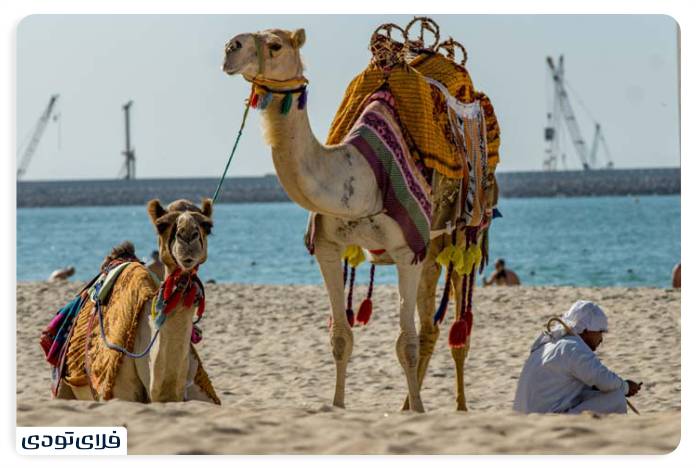 Camel ride on Jumeirah Beach