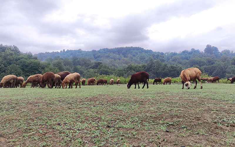 Animals of Brynjstanak forest, photo source: Google Map, photographer: Mohammad Hossein Nadali