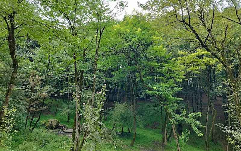 Nature of Javaram Forest Park, photo source: Google Map, photographer: Mohammad Mousavi