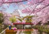 Japanese cherry blossom festival
