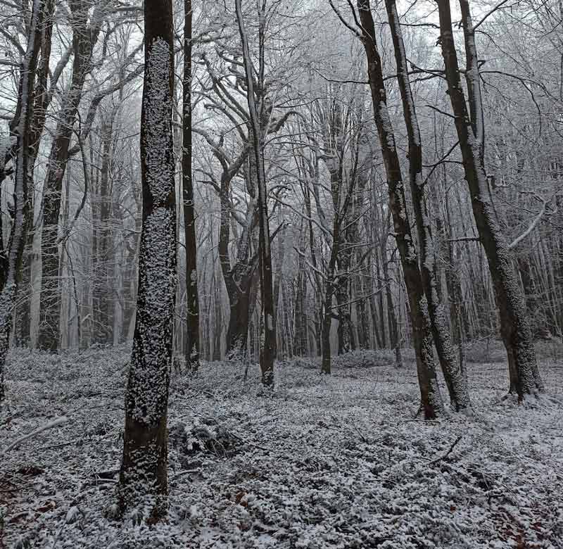 trees and snow-covered ground of the forest of Elimestan; Photo source: Google Maps, photographer: Dariush Amini