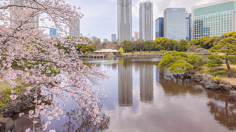 Japan's famous gardens in spring