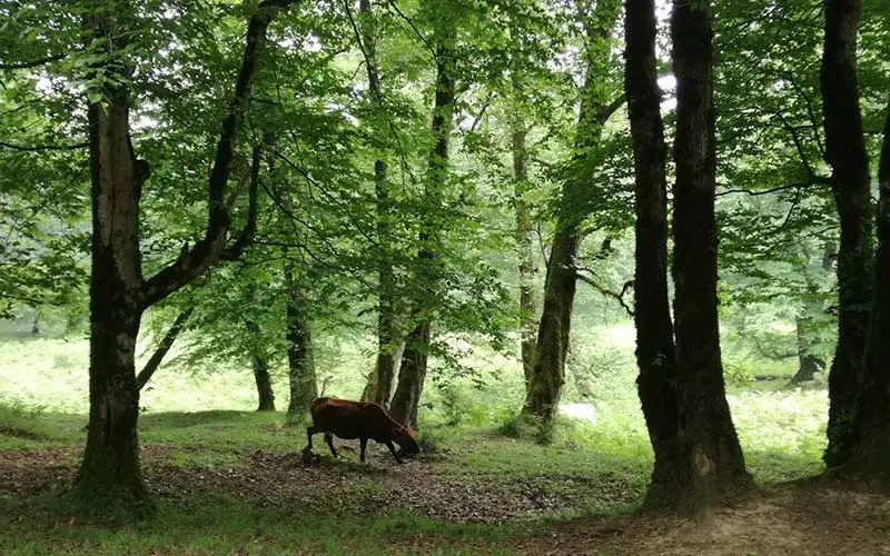 Dalkhani forest nature, photo source: Google Map, photographer: Mehdi M. Hassani