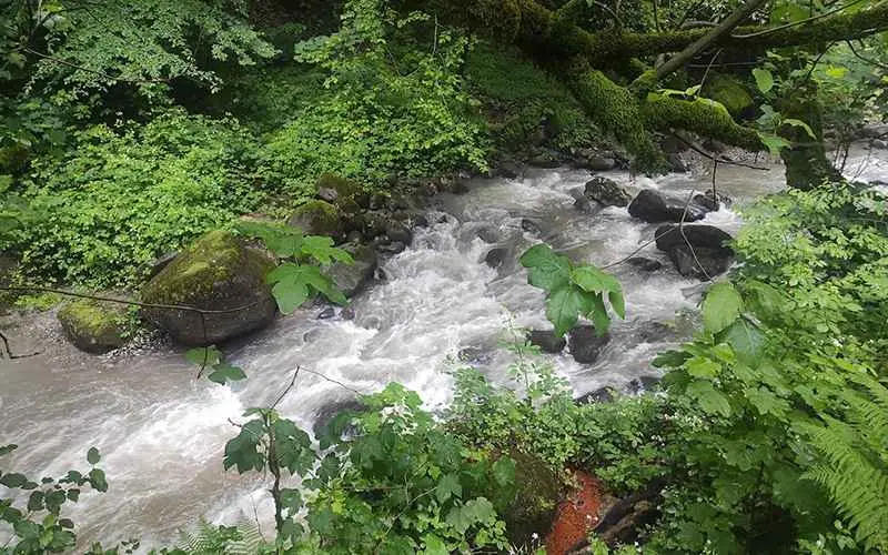 The nature of Safaroud Ramsar forest, photo source: Google Map, photographer: Seyed Mojtabi Mirdehghan