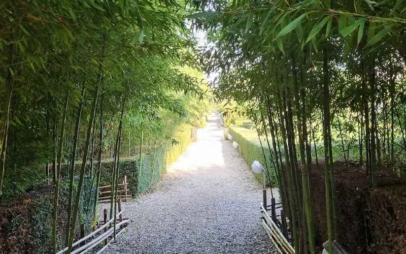 Ramsar bamboo garden trees, photo source: Google Map, photographer: Ahmad Reza
