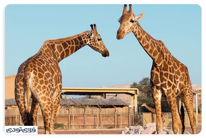 Ras Al Khaimah Zoo