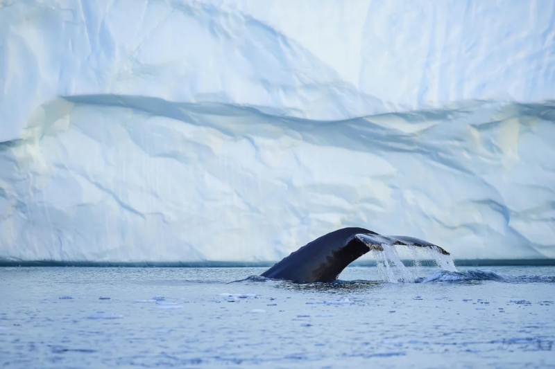 Greenland whales; Photo source: edition.cnn.com. Photographer: Unknown