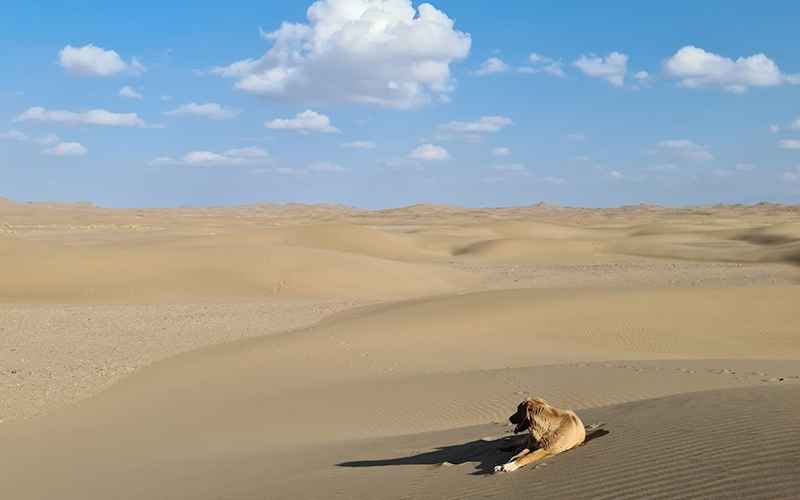 Maranjab Desert Animals, Photo Source: Google Map, Photographer: Mustafa Maraji
