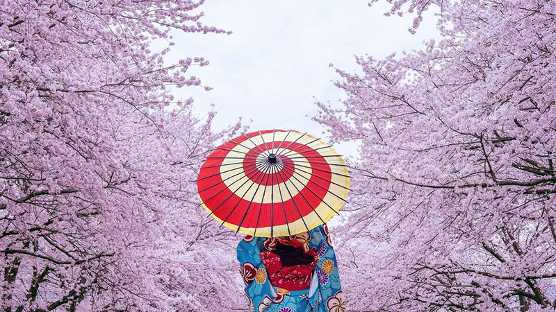 5. Japan; The land of cherry blossoms