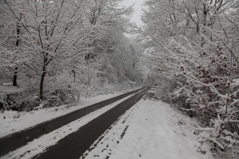 Snow's Elvdra Forest; Photo Source: Site