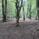 The nature of Brinjstanak forest, photo source: Google Map, photographer: Mohammad Hossein Nadali