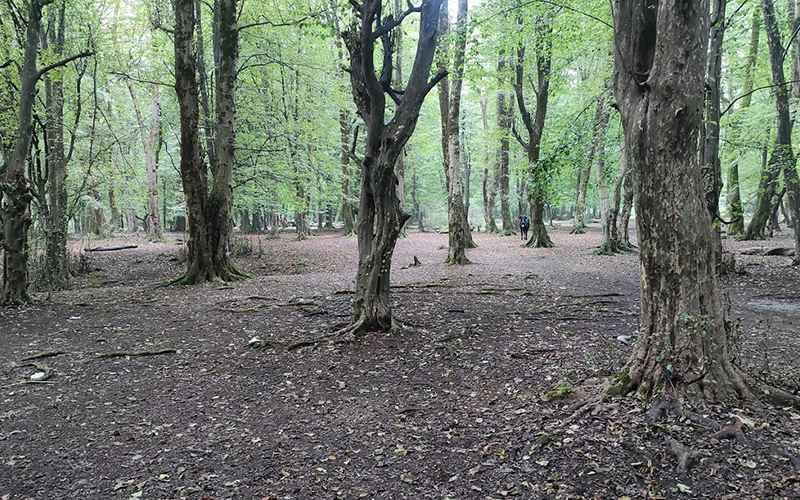 The nature of Brinjstanak forest, photo source: Google Map, photographer: Mohammad Hossein Nadali