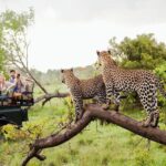 Kruger National Park reportage; Opportunity to camp in South African wildlife