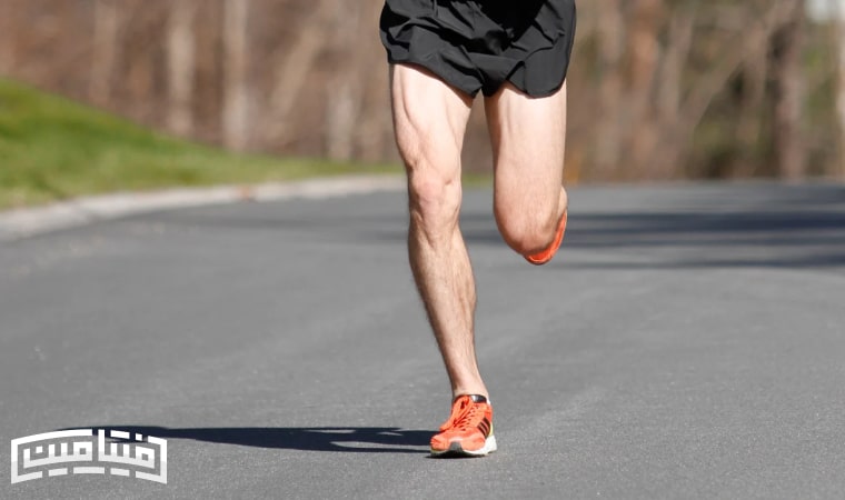 Anatomy of the quadriceps