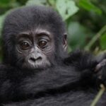 Video/Rescuing a baby gorilla from a Turkish plane
