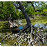 What is a mangrove forest?
