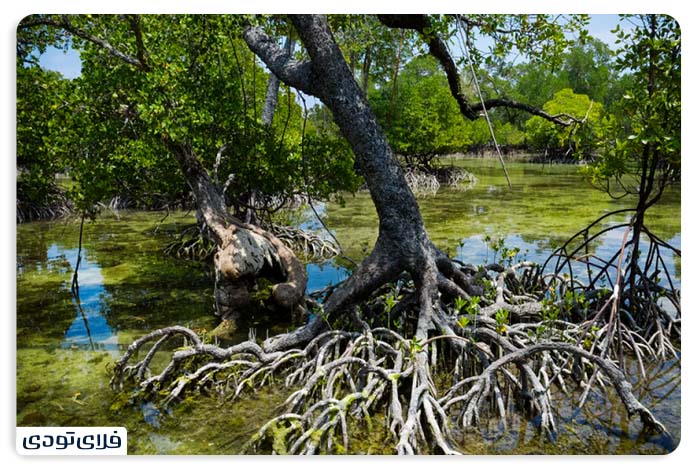 What is a mangrove forest?