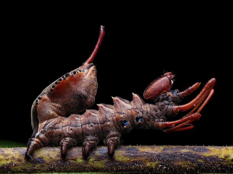 The inveory called the crab butterfly; Photographer: José Manuel Lois Rial of <a href=