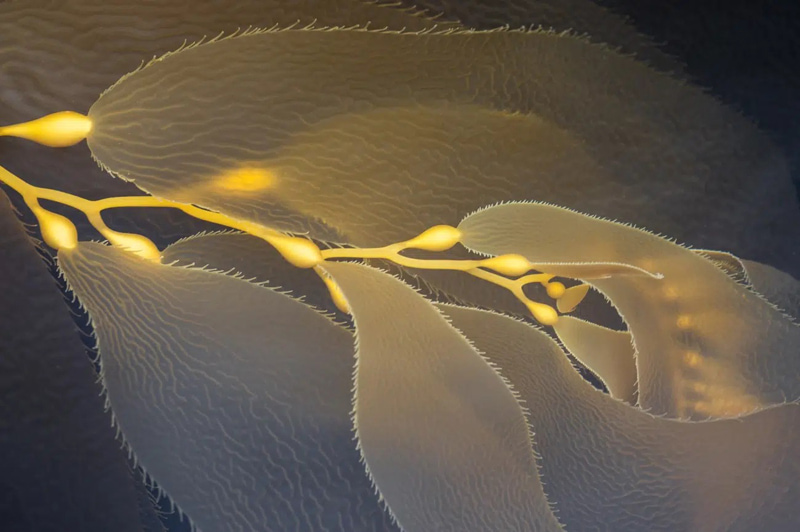 The pla branch in California National Park; Photographer: Sigfrido Zimmermann from America