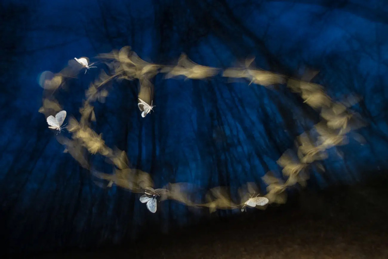 Wier butterfly flying in a forest in Hungary; Photographer: FERENC KOCSIS from Hungary