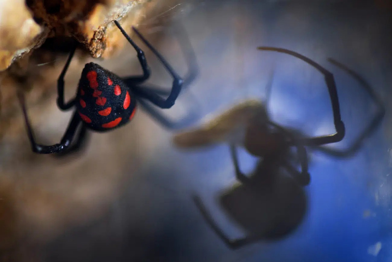 Spider with red spots; Photographer: Pierluigi Rizzo from <a href=