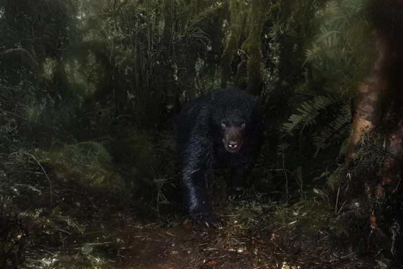 A black bear among the dense foliage of the rainforest; Photographer: Saiago J. Monroy García from <a href=