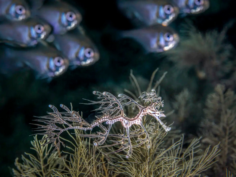 A sea dragon next to the fish group in Australian waters; Photographer: Jenny Stock from Britain