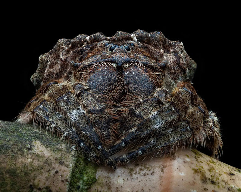 A particular spider in the Malaysian forests; Photographer: Aran Gibbs from <a href=