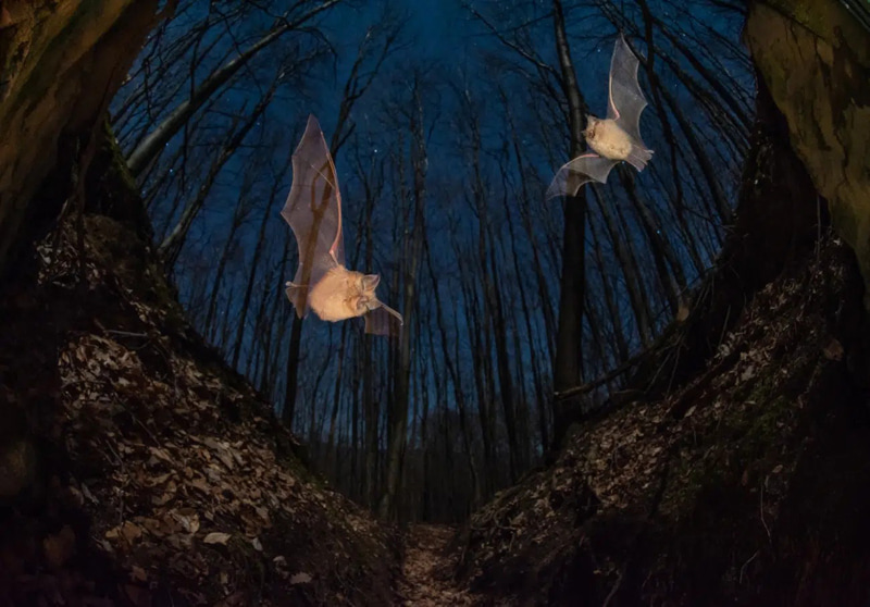 Small horseshop bats in deserted minerals; Photographer: imre potyó from Hungary