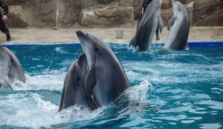 Dubai Dolphinarium