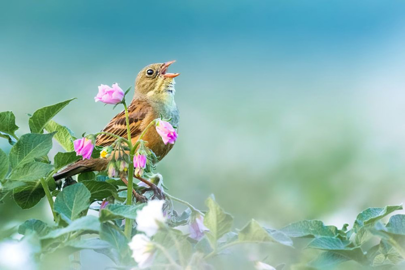 A famed bird; Photographer: maksymilian paczkowski from Poland