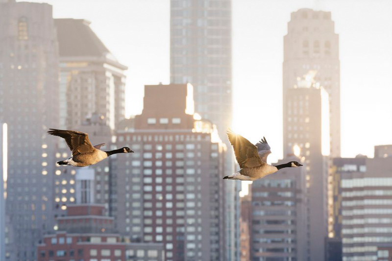 Flying birds in fro of tall buildings; Photographer: Pascal Beaudenon