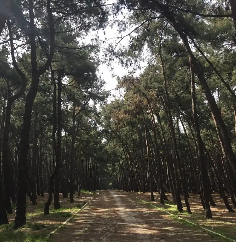 Istanbul's Floria Coast; Sunshine Sunshine 27 Floria Ataturk Natural Forest