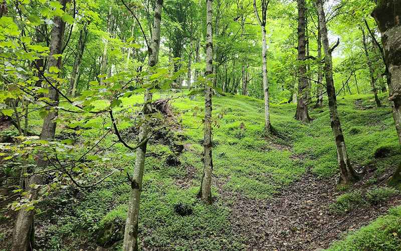 Nature of Abbas Abad Mazandaran Forests, Photo Source: Google Map, Photographer: Abbas HO