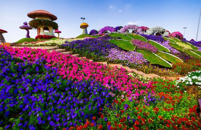 Dubai's miracle garden