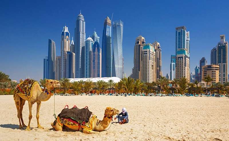 Camels on Dubai Coast, Photo Source: SenIRNOMAADS.COM, Photographer: Unknown