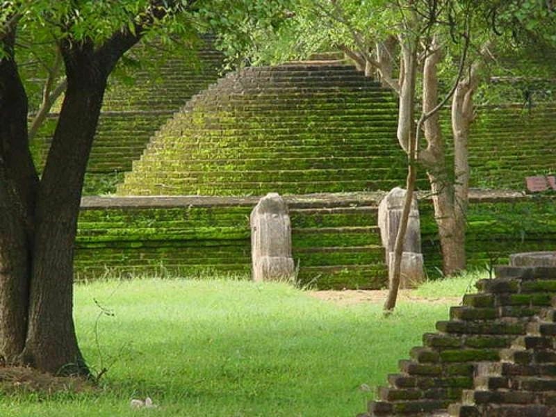 Sri Lanka's sacred tree reporting - the day the Buddha was enlightened
