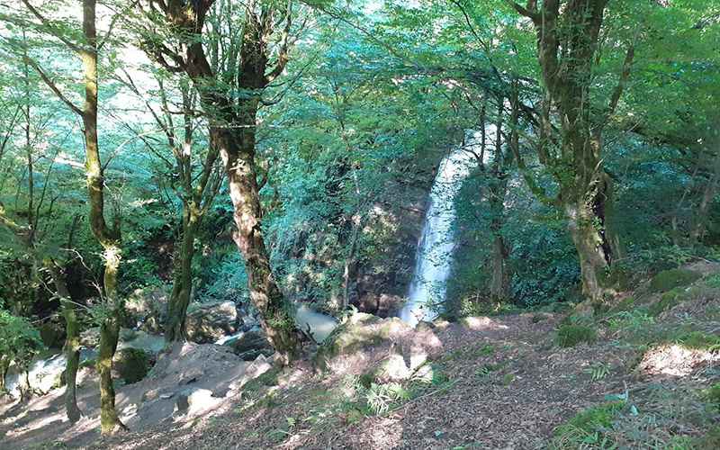 Forest Forest Nature of Weight Falls, Photo Source: Google Map, Photographer: Farid Maghami