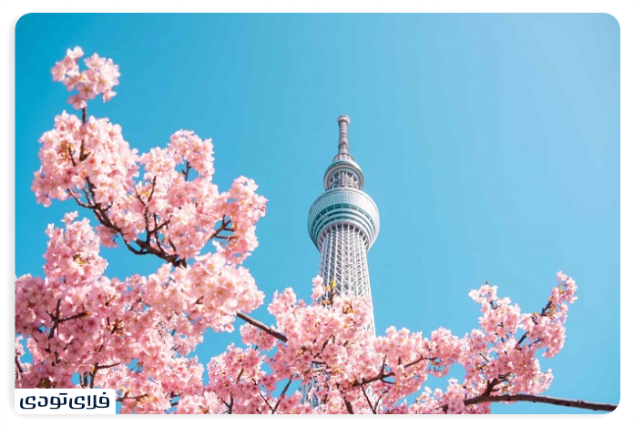 Spectacular places of Tokyo | City of Anime Technology and Cherry Blossom Sky Terry of the sights of Tokyo
