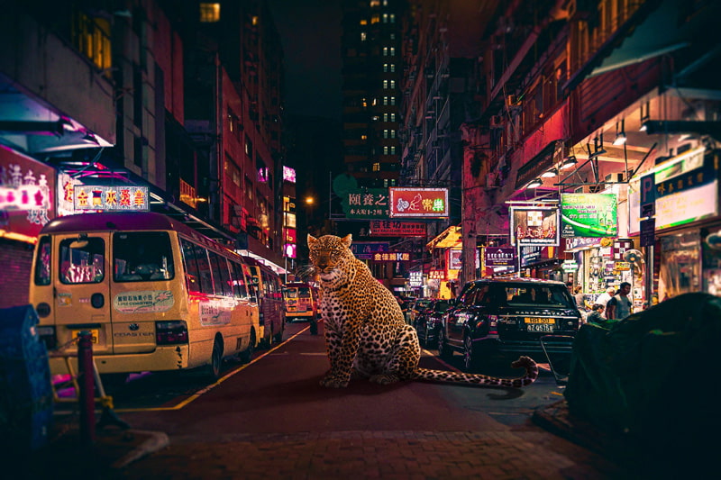 Gia cheetah in the middle of the street