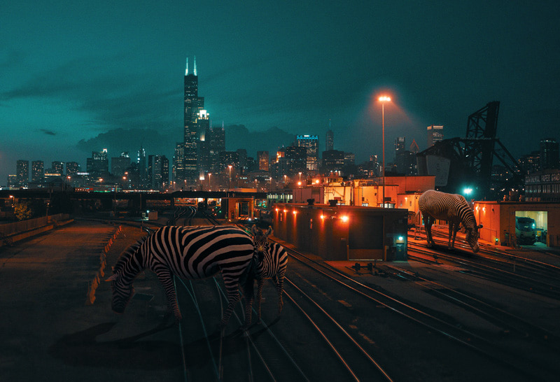 Gia zebra on the street