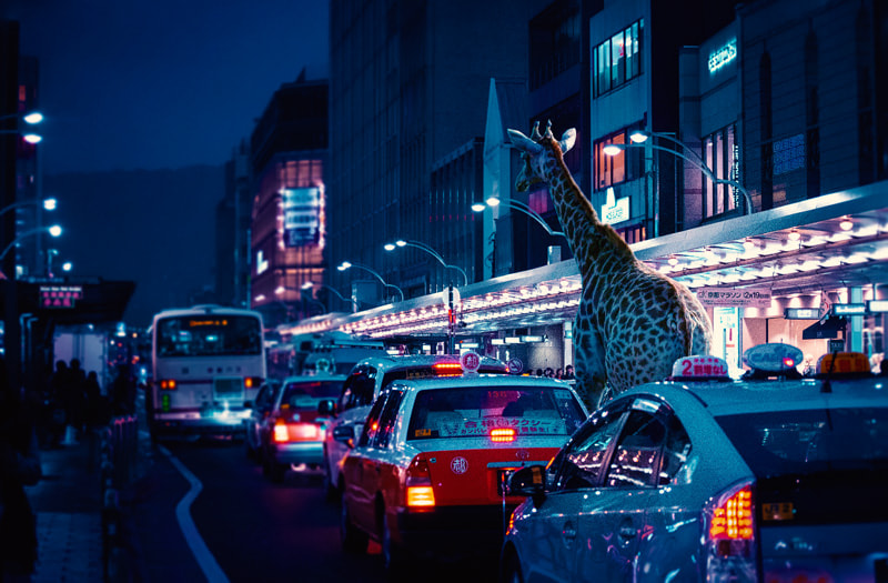 Gia giraffe in the middle of the high -traffic street