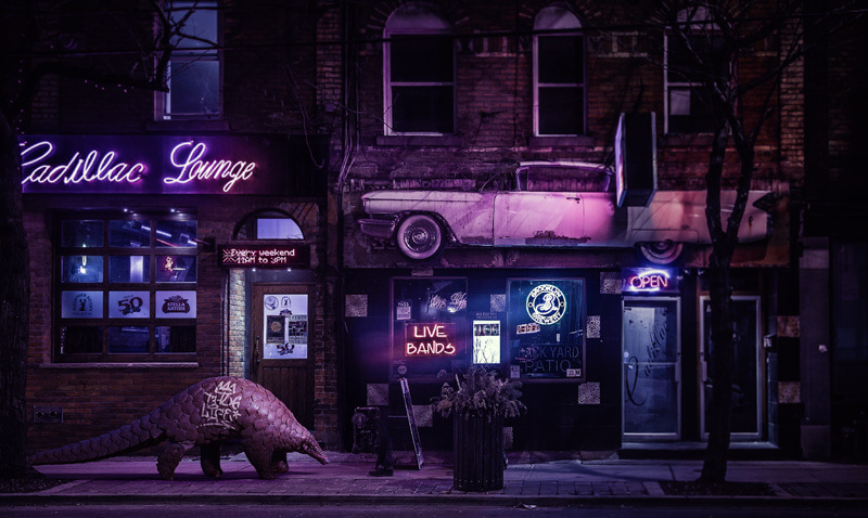 Pangoline on the street in the city