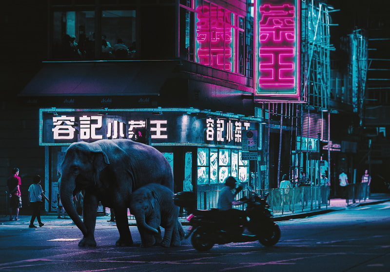 Two elephas in the middle of the street