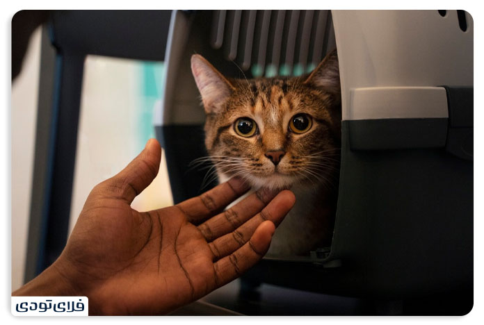 Tips and Terms of Pet Shipme by Aircraft PET IN PLANE POLICY 2
