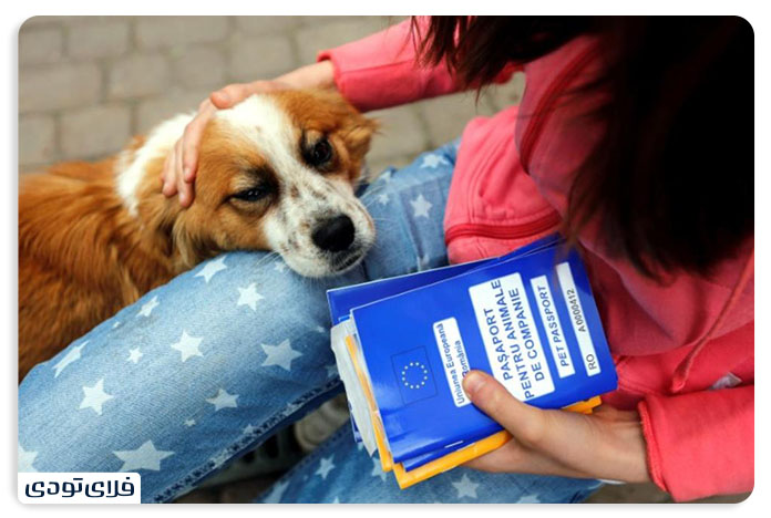 Tips and Terms of Pet Shipme by Aircraft PET IN PLANE POLICY 1