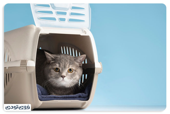 Tips and Terms of Pet Shipme by Aircraft Carrying pet by plane