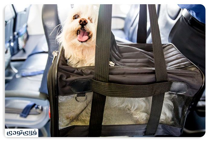 Tips and Terms of Pet Shipme by Aircraft PET IN PLANE POLICY 6