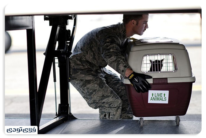 Tips and Terms of Pet Shipme by Aircraft PET IN PLANE POLICY 7