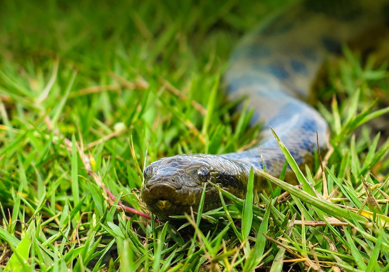 Baby snake Anaconda Green; Photo Source: Animals.sandiegozoo.org; Photographer: Unknown